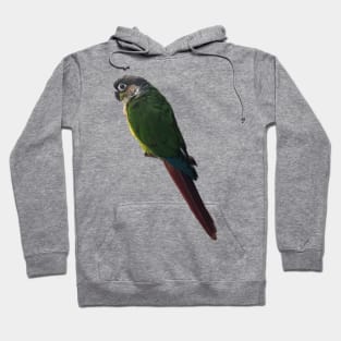 Green Cheek Conure Parrot Bird design, Love for birds Hoodie